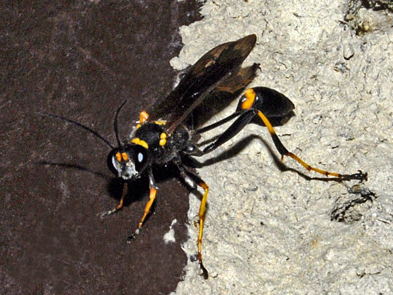 Sceliphron caementarium con nido, Sphecidae.